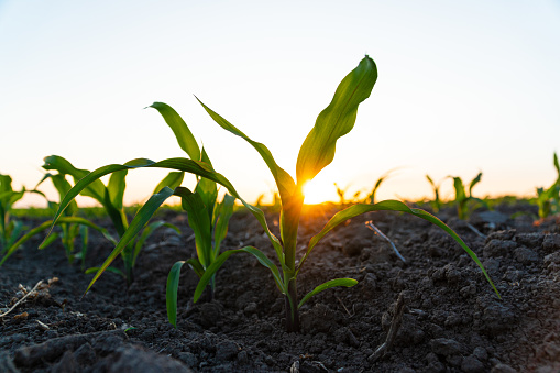 Young corn plants growing in cultivated field with sunset sun, soft focus.