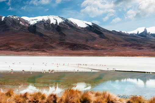 High-altitude lagoon and volcanoes in Altiplano plateau, Bolivia. Pink flamingos in the lagoon. South America landscapes