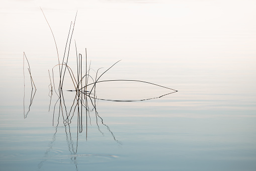 Reeds on the shore of the lake at sunset. Plants are reflected in the calm water surface. Abstract nature background.