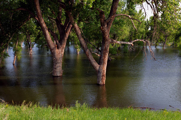 istock Flood waters inundating trees near South Platte River 1499223581