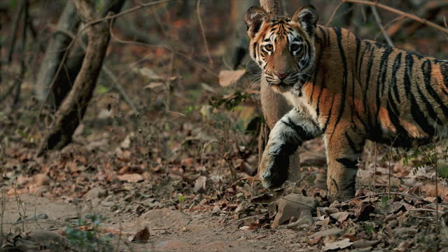Tiger Cubs drinking water and relaxing in central Indian Forest