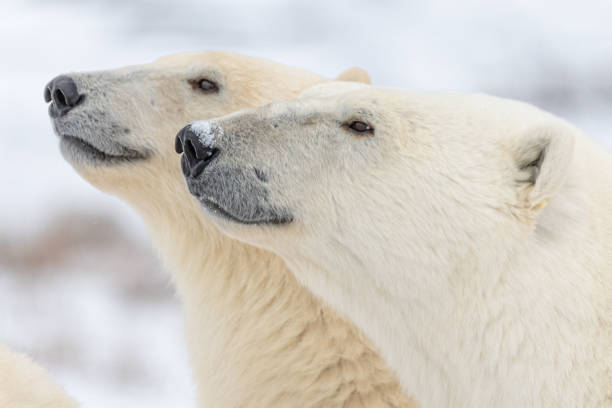 istock Polar bears seen in wild environment in Canada 1499223964