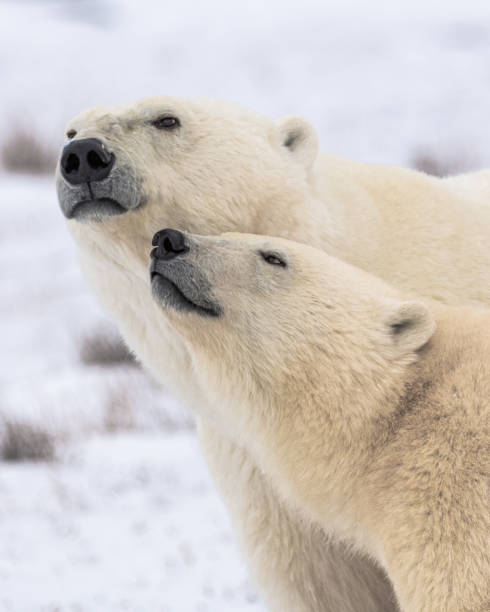 istock Polar bears seen in wild environment in Canada 1499223969