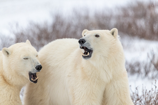 Two polar bears with mouth open, funny, comical white blurred background in fall, Hudson Bay, Canada. Beautiful mammals with head, face, body in view. Mother and cub, mom and baby, siblings.