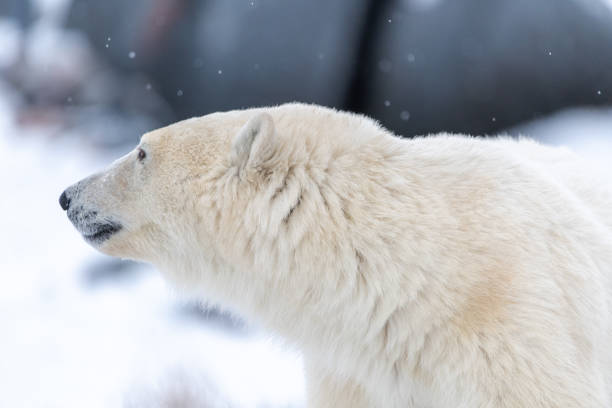 istock Polar bears seen in wild environment in Canada 1499224724