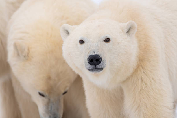 istock Polar bears seen in wild environment in Canada 1499224725