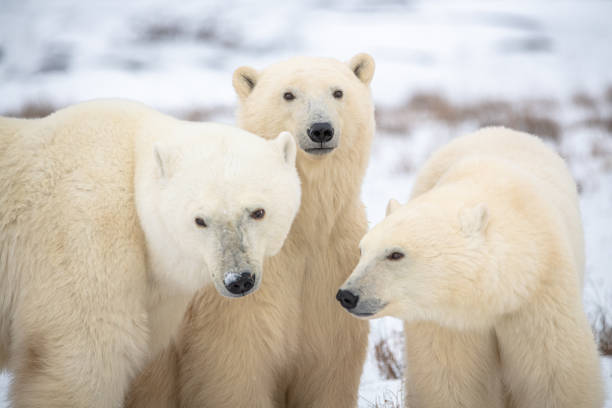 Polar bears seen in wild environment in Canada Three polar bears, arctic family with one cub smelling the face of Mom, Mother, Mum with white snowy, snow covered background landscape in northern Canada during migration to the sea ice. fur protest stock pictures, royalty-free photos & images