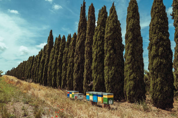 Organic farming beekeeping: animal biodiversity in the ecosystem