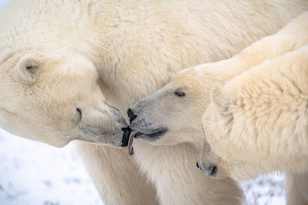 istock Polar bears seen in wild environment in Canada 1499225344