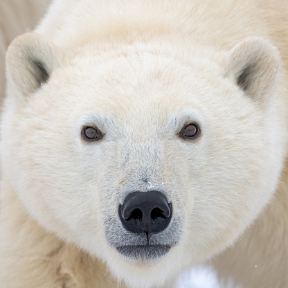 Close up of young cub polar bear (Ursus maritimus) seen in Churchill, Manitoba during fall with large predator looking directly at camera in close up face, head shot of mammal.