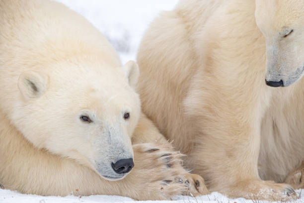 istock Polar bears seen in wild environment in Canada 1499225346