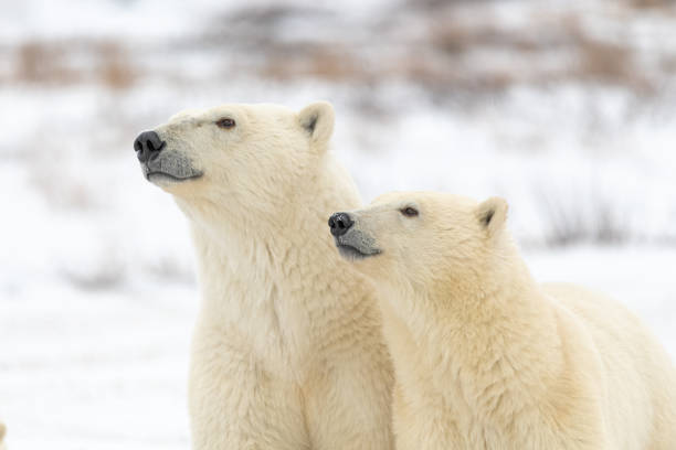 istock Polar bears seen in wild environment in Canada 1499225347