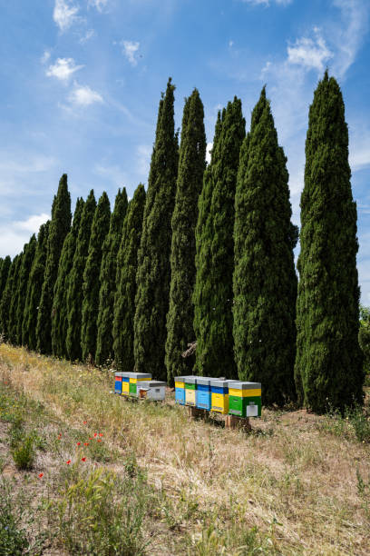 istock Sustainable beekeeping and organic farming: Agricultural activity 1499225353