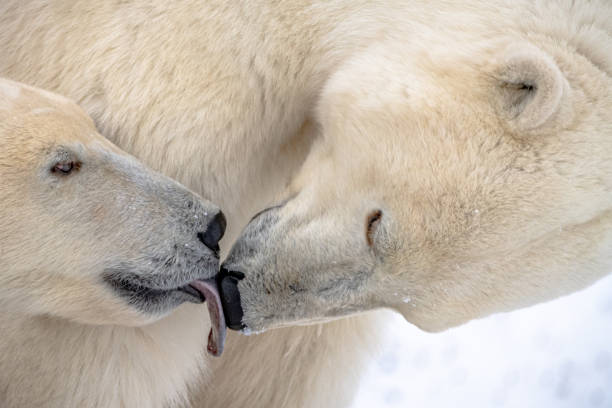 istock Polar bears seen in wild environment in Canada 1499225453