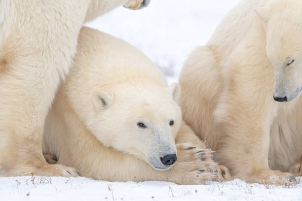 istock Polar bears seen in wild environment in Canada 1499225455