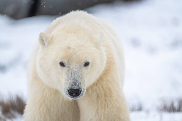 Close up of young cub polar bear (Ursus maritimus) seen in Churchill, Manitoba during fall with large predator looking directly at camera in close up face, head shot of mammal.