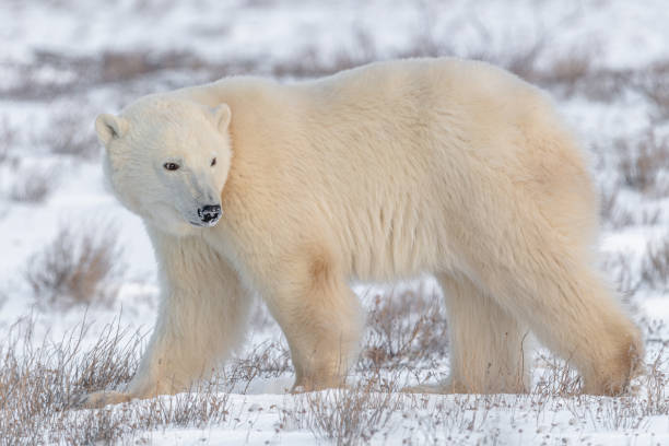 istock Polar bears seen in wild environment in Canada 1499225677