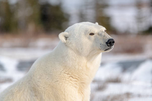 istock Polar bears seen in wild environment in Canada 1499225679