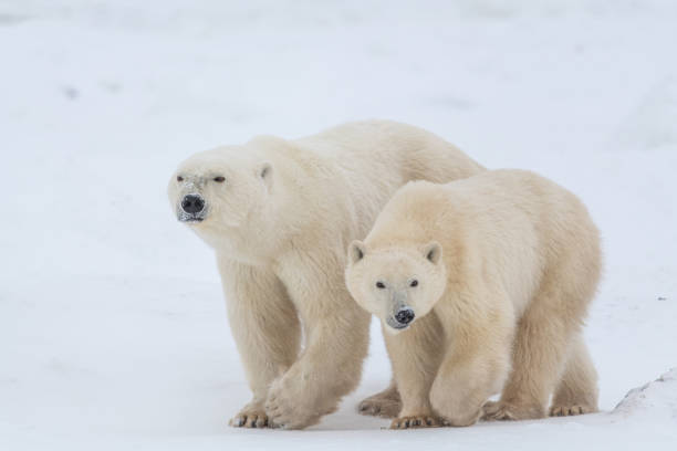istock Polar bears seen in wild environment in Canada 1499225936