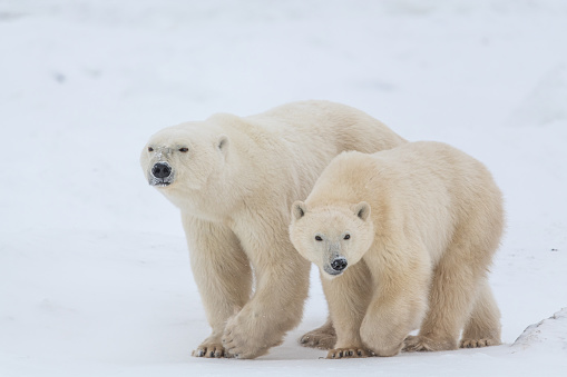 Two polar bears walking across the frozen sea ice in northern Manitoba during their migration to the frozen ocean for winter hunting months in northern Canada, Manitoba.
