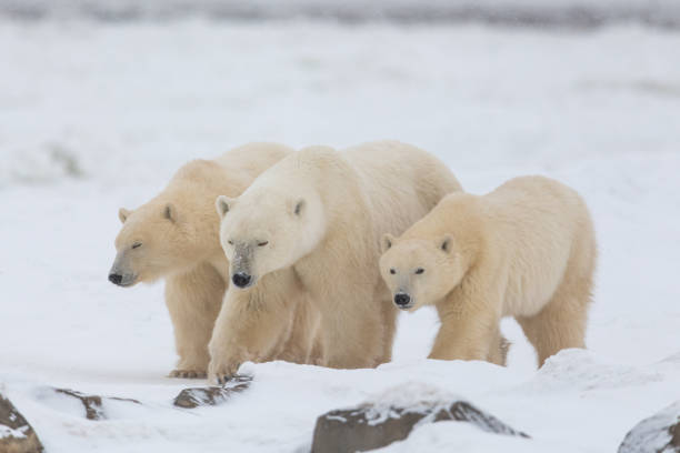 istock Polar bears seen in wild environment in Canada 1499225939