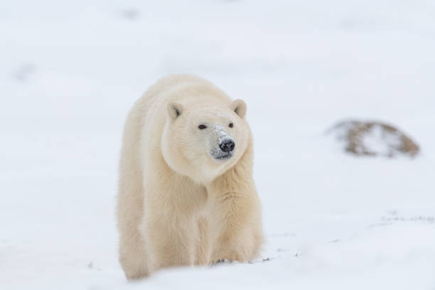 Canada Manitoba Churchill Falls. polar bear
