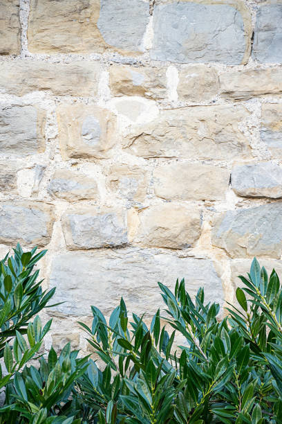 Old brick wall and rubber tree stock photo