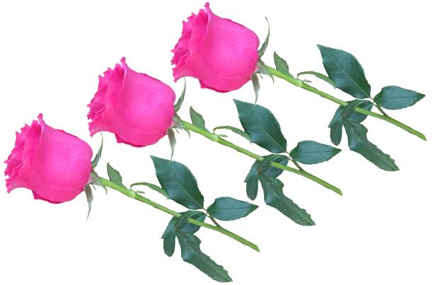 abstract background pink bright tender roses