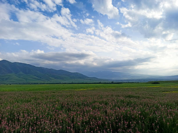 istock Blooming fields against the backdrop of mountains. Beautiful mountain landscape. Blooming summer herbs. Spring landscape. Kyrgyzstan. 1499227777