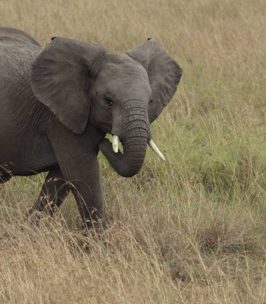 istock African elephant walking through lush green grass in a vast open plain 1499227821