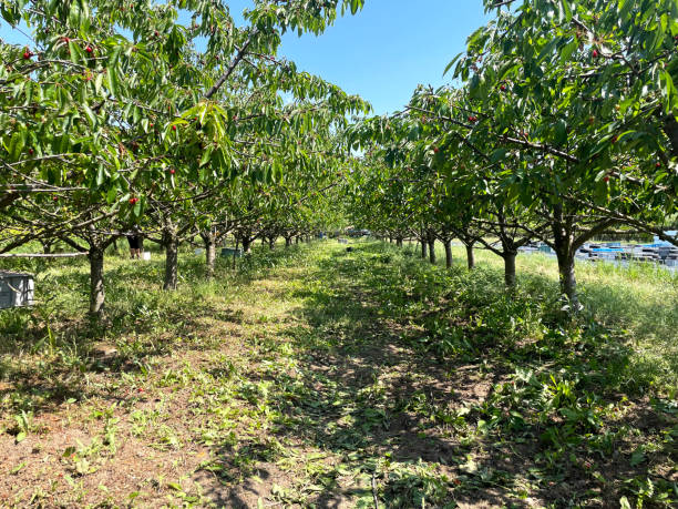 istock orchard of cherries in Libceves 1499228060