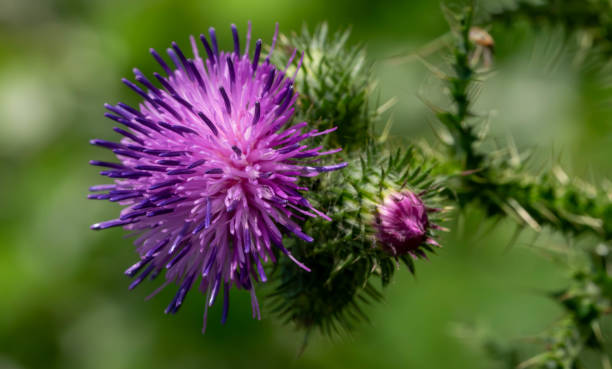 macro of the purple flower of a many-thorned thistle, Carduus acanthoides stock photo