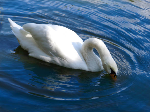 istock White swan swimming in blue water. 1499229637
