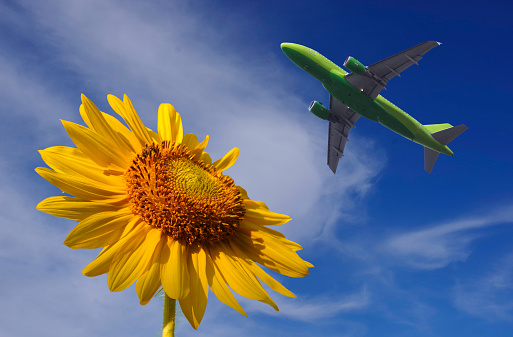 The plane flies over the sunflower.