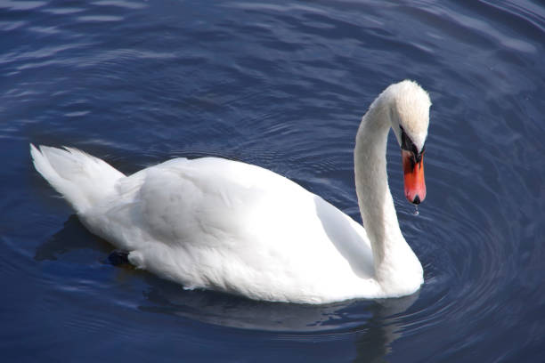 istock White swan on a background of blue water. 1499230142