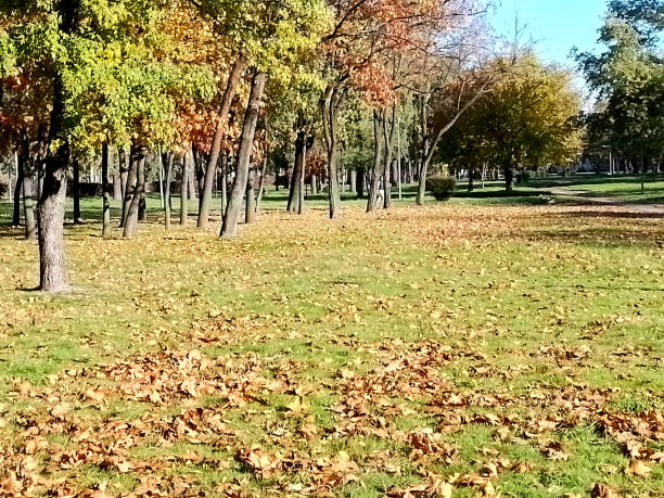 City park in early autumn, dry yellow leaves fell on the green grass.