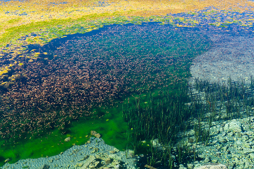background photo of algae and aquatic plants seen in clear water. The colored shapes formed in the water are viewed from the upper angle. Shot with a full-frame camera in daylight.