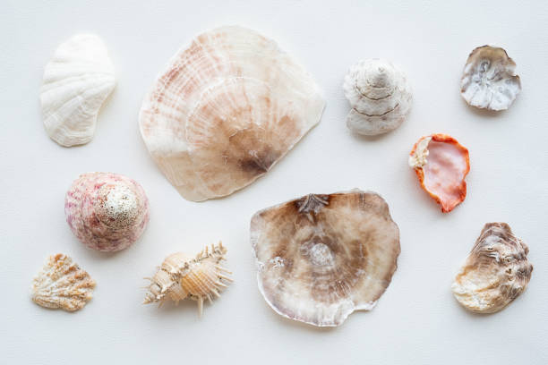istock Seashells collection. Summer nautical composition of sea shells. 1499230713