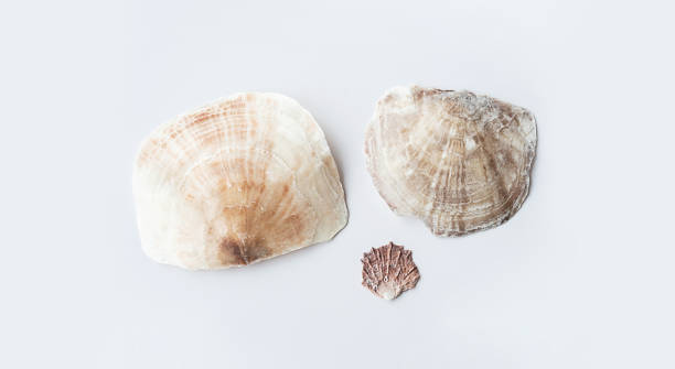 istock Seashells aesthetic. Minimalistic still life of sea shells. 1499231416