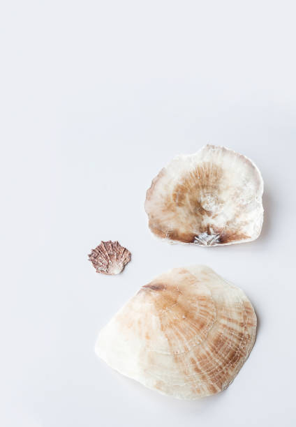 istock Seashells aesthetic. Minimalistic still life of sea shells. 1499231417