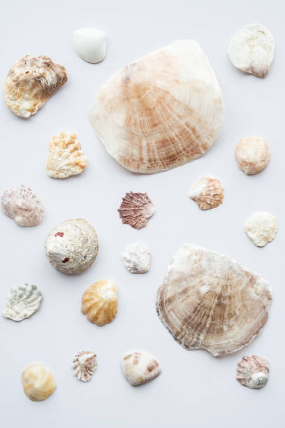 istock Seashells collection. Summer nautical composition of sea shells. 1499231419