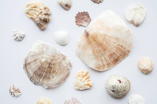 istock Seashells collection. Summer nautical composition of sea shells. 1499231485