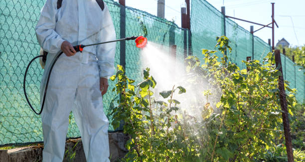 istock Spring-year treatment with insecticides and currant fungicides 1499231659