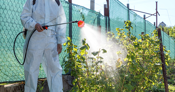 A gardener in a protective suit, uses a professional sprayer to treat the leaves of a young currant bush with insecticides and fungicides from pests of mildew, oidium and others. Summer re-treatment of young seedlings.