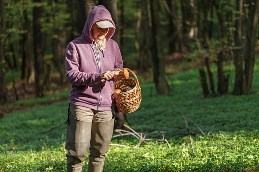 A woman in a forest picking up mushrooms. The search for mushrooms in the woods. Porcini grew in the autumn forest