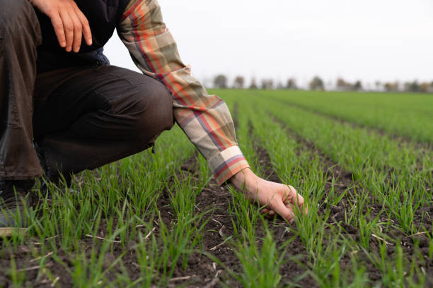 istock Farmer touches the young wheat 1499231786