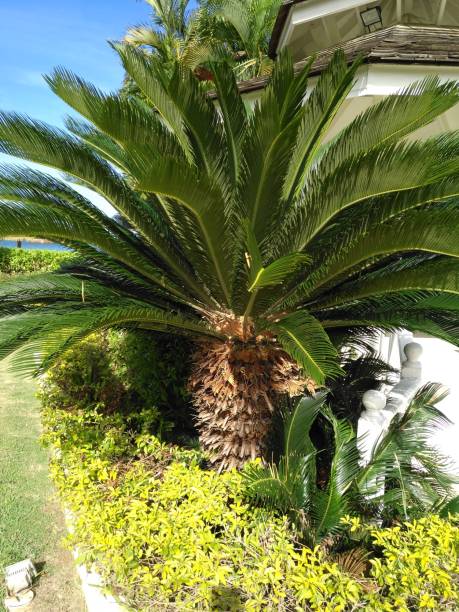 istock Nature - Sago Palm - Tropical Plant 1499232304