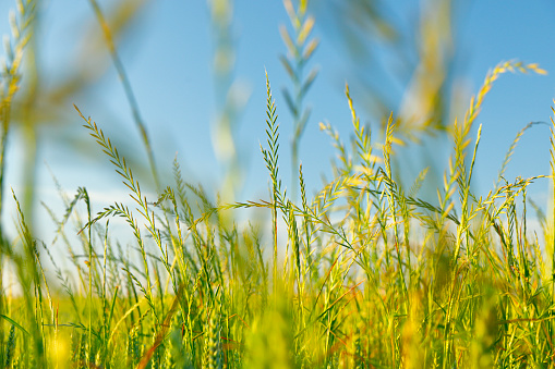 Ryegrass in a field in Normandy in the Département Calvados