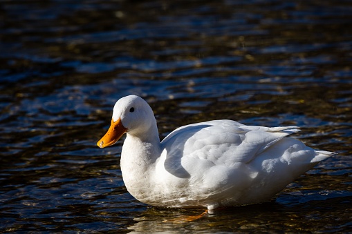 A white goose swimming in an idyllic lake on a sunny day
