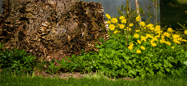 Flowers growing near old tree stump
